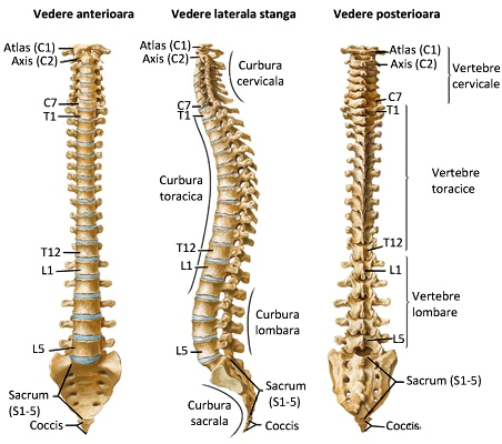 coloana-vertebrala