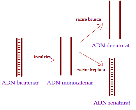 renaturarea-ADN